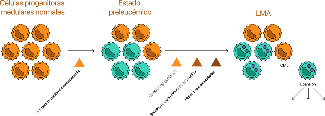¿Qué causa la LMA?